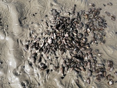 Cerithideopsis californica