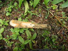 Dracaena viridiflora image