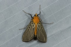 Tyspanodes exathesalis