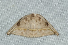 Callidrepana gelidata