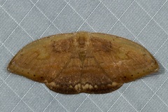 Callidrepana pulcherrima