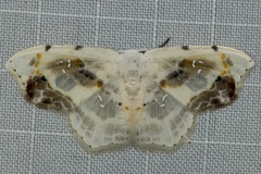 Leucoblepsis renifera