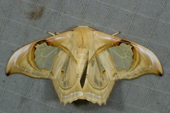 Macrauzata melanapex