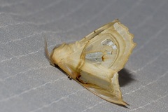 Macrauzata melanapex