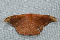 Oreta carnea