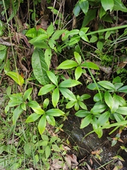 Daphne papyracea