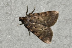 Aglossa pinguinalis