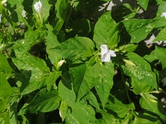Mirabilis jalapa