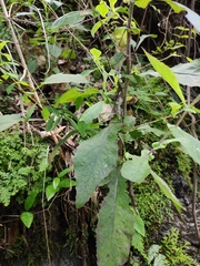 Carpesium abrotanoides