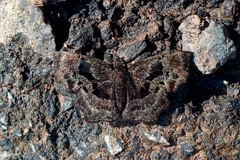 Antigonus liborius