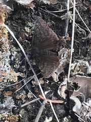 Erynnis persius borealis