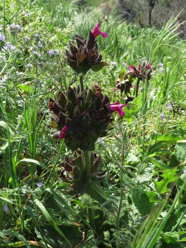 iNaturalist observation photo of Hummingbird Sage