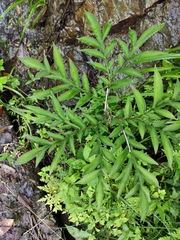 Amorphophallus kiusianus