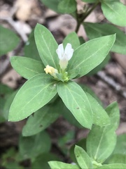 Spigelia hedyotidea