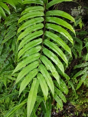 Menisciopsis penangiana