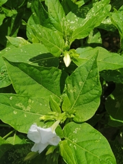 Mirabilis jalapa
