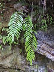 Menisciopsis penangiana