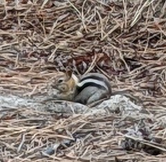 Callospermophilus lateralis bernardinus
