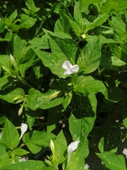 Mirabilis jalapa