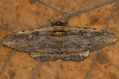 Anisoneura aluco