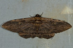 Anisoneura aluco