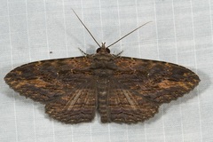 Anisoneura salebrosa
