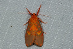Ammatho roseororatus
