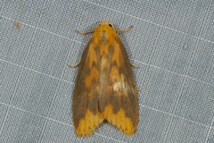 Barsaurea diehli