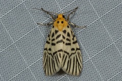 Ammatho zebrina