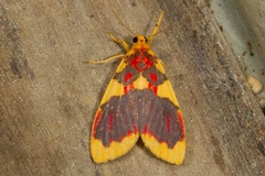 Barsine rubricostata