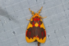 Barsine rubricostata