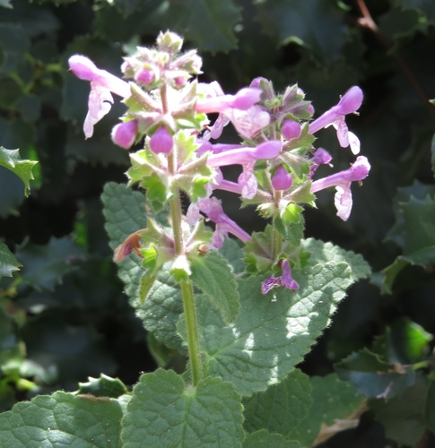 iNaturalist observation photo of Hedgenettles