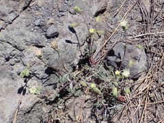 Chaenactis douglasii douglasii