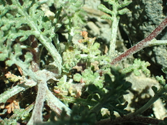 Chaenactis douglasii douglasii