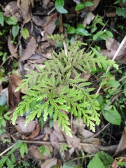Selaginella delicatula