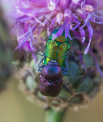Cryptocephalus sericeus