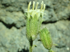 Chaenactis douglasii douglasii