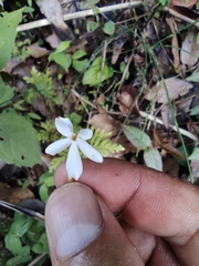 Jasminum lanceolarium
