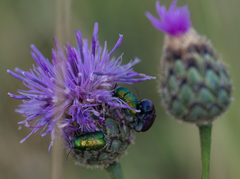Cryptocephalus sericeus