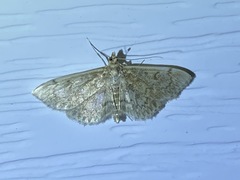 Anania quebecensis