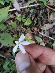 Jasminum lanceolarium