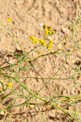 Hymenothrix wislizeni