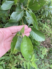 Alnus maritima