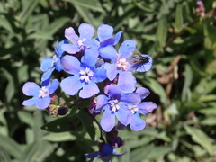 Hackelia velutina