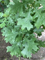 Alnus maritima