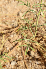 Hymenothrix wislizeni