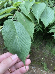 Alnus maritima