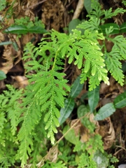 Selaginella delicatula