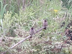Pycnonotus barbatus barbatus