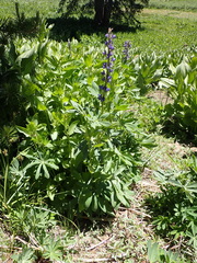 Lupinus burkei